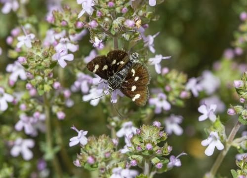 Eurrhypis guttulalis